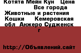 Котята Мейн Кун › Цена ­ 15 000 - Все города Животные и растения » Кошки   . Кемеровская обл.,Анжеро-Судженск г.